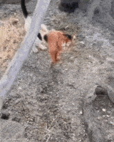 a cat is standing in the dirt next to a dog