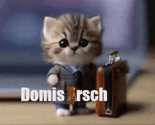 a kitten in a suit holding a suitcase that says domis rsch on the bottom