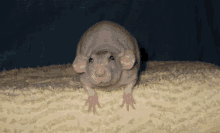 Ugly Rat GIF - Ugly Rat GIFs
