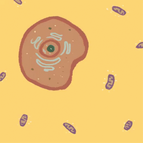 Celula Mitocondria GIF - Celula Mitocondria - Discover & Share GIFs