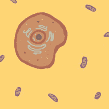 Celula Mitocondria GIF - Celula Mitocondria GIFs