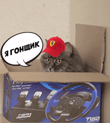 Cat кот GIF - Cat кот гонки GIFs