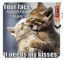 two kittens are kissing each other with a caption that says your face mountain man it needs my kisses