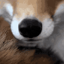 Fox Snoot GIF - Fox Snoot Nose GIFs