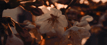 the sun is shining through the leaves of a flower