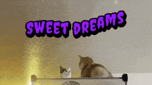 Sweet Dreams Two Cats Fight GIF - Sweet Dreams Two Cats Fight Anhsnguyen GIFs