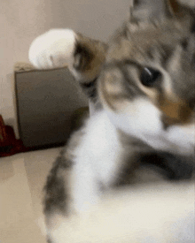 a close up of a cat 's face and paws