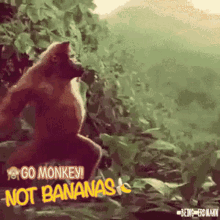 Monkey Dance GIF - Monkey Dance Not Bananas GIFs