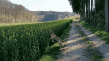 Dog Jumping GIF - Dog Jumping Que GIFs