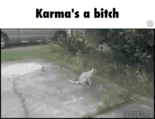 karma paybacks cat bird