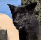a close up of a black dog 's face with a tree in the background