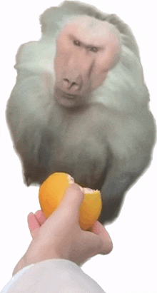 monkey taunt orange stare