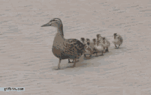 Ducklings Blown Away By Wind GIF - Wind Duck Ducklings GIFs