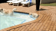 Watch What I Can Do! GIF - Puppy Swim Flop GIFs