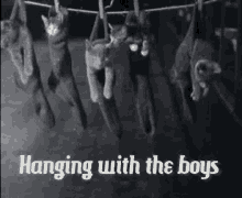 Cats Hanging Out GIF - Cats Hanging Out With The Boys GIFs