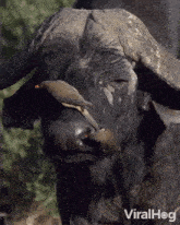Oxpeckers Pick Buffalo'S Nose Viralhog GIF - Oxpeckers Pick Buffalo'S Nose Oxpeckers Buffalo GIFs