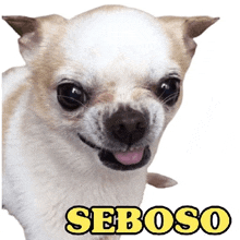a small dog with its tongue hanging out and the word seboso in yellow