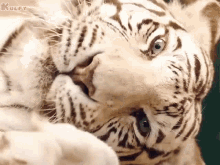 How I See The World In Real Life Tiger GIF - How I See The World In Real Life Tiger Boring GIFs