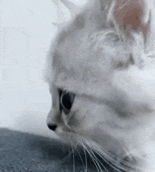 Sanoor Cat GIF - Sanoor Cat Kitten GIFs