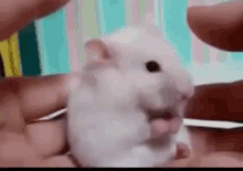 Surprised2 GIF - Mouse Surprise Shocked GIFs