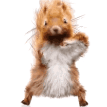 Squirrel Dancing Squirrel GIF - Squirrel Dancing Squirrel Oh Yeah GIFs