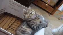 You'Re Getting Very Sleeeeppyy GIF - Drowsy Sleepy Kitten GIFs