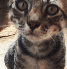 Cat Kitten GIF - Cat Kitten Tabby GIFs