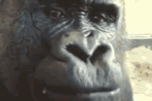 Gorilla Monkey GIF - Gorilla Monkey Gorilla Eating GIFs