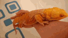 Can Bearded Dragons Get Sick From Humans GIF - Can Bearded Dragons Get Sick From Humans GIFs