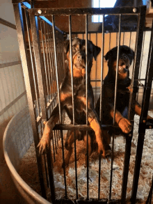 Rottweilers Bad Azz Rottweilers GIF