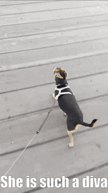 a dog on a leash with the words she is such a diva below it