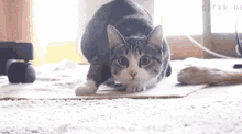 Wiggle Cat GIF - Wiggle Cat Shaq GIFs