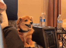 a kirkland water bottle sits next to a dog