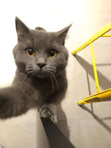 Cat Selfiecat GIF - Cat Selfiecat Cinycat GIFs