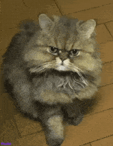 a fluffy cat is looking up at the camera with a purple background that says meow