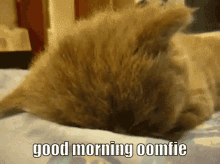 Good Morning Oomfie GIF - Good Morning Oomfie Cat GIFs