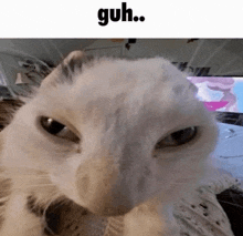 a close up of a white cat 's face with a caption that says guh ..