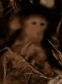 Baby Monkey Sad GIF