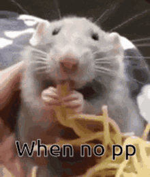 Pp Rat GIF - Pp Rat Rat Eating GIFs