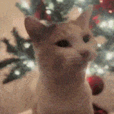 Milly Jolly GIF - Milly Jolly Cat GIFs