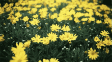 Sway GIF - Flowers Pretty Sway GIFs