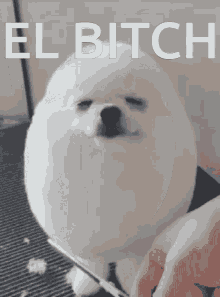 elbitch