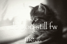 a black and white photo of a kitten with the words " do you still fw me " below it