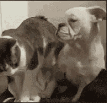 Funny Animals Cats GIF - Funny Animals Cats Dogs GIFs