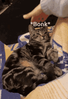 Cat Bonk GIF - Cat Bonk GIFs