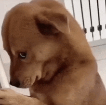 a close up of a brown dog sitting on the floor looking at something .