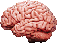 a close up of a brain with a white background