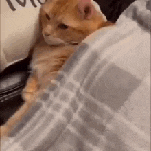 Cat Kidnapped GIF - Cat Kidnapped Dragging GIFs