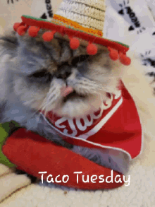 Taco Tuesday Kitty GIF