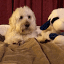Hangry Puppy GIF